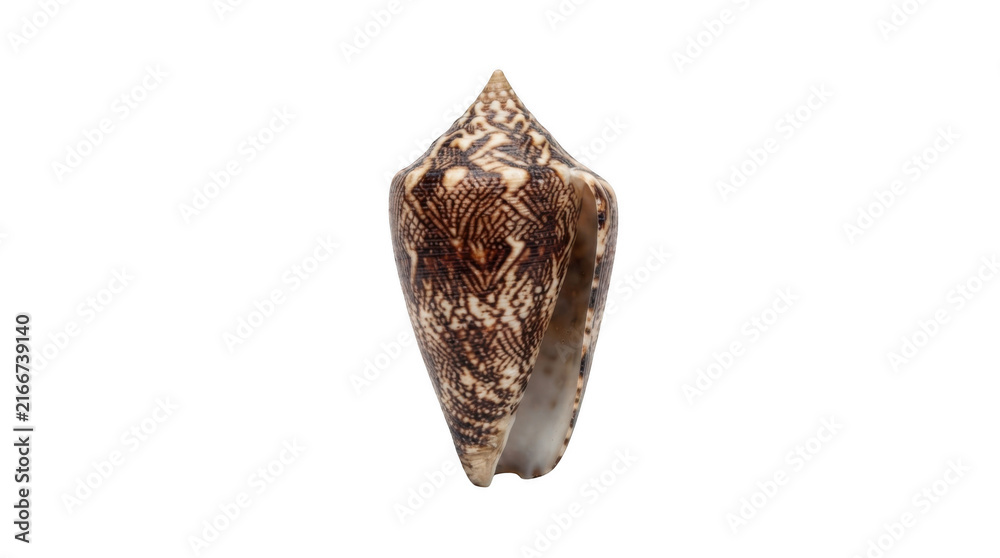 Naklejka premium Patterned cone seashell isolated on transparent background for coastal decor and beach summer vacation themes