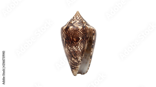 Patterned cone seashell isolated on transparent background for coastal decor and beach summer vacation themes