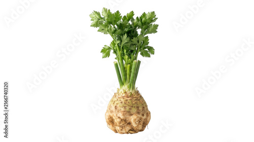 Fresh root celeriac with green leaves attached isolated on a transparent background for organic vegetable produce