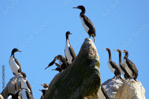Fotografie A group of imperial cormorants rests upon rugged coastal rocks under a clear blue sky