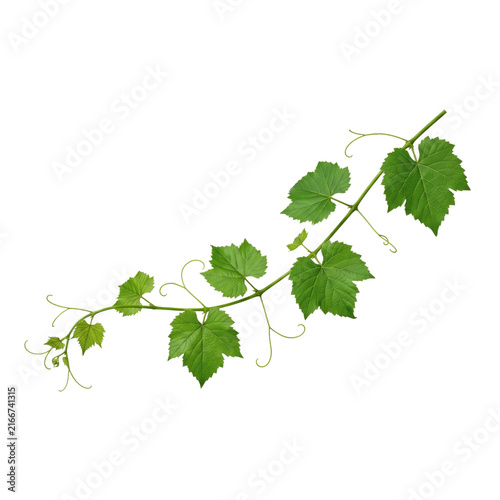 Canvastavla Fresh green grape vine branch with leaves and tendrils on white background