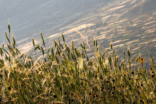 Принти на полотні Green wheat stalks grow on a hillside overlooking a patchwork of agricultural fields in the valley below