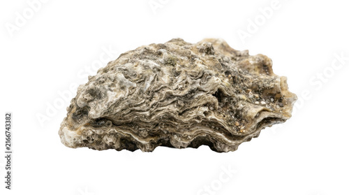 Single rough textured oyster shell isolated on transparent background for marine life and coastal decor themes