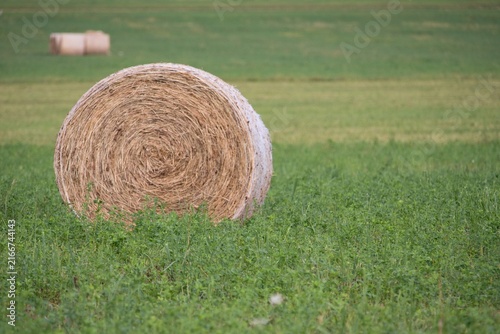 Round hay bale on green meadow field in summer agricultural harvest