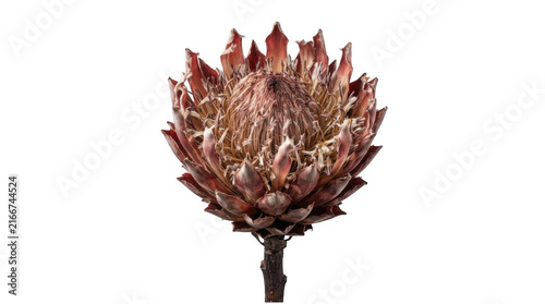 Single dried protea flower head isolated on transparent background with intricate petal texture