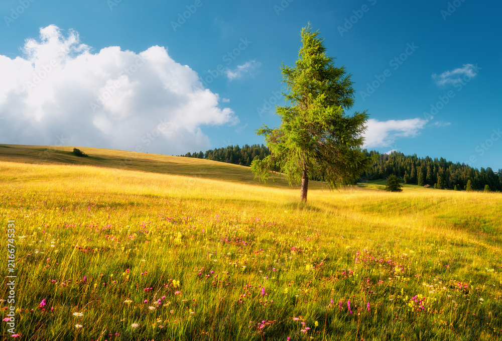 Fototapeta premium Single green larch tree on blooming wildflower meadow hill in Slovenia. Alpine summer landscape with yellow grass field, pink flowers, forest slope, blue sky and clouds in countryside