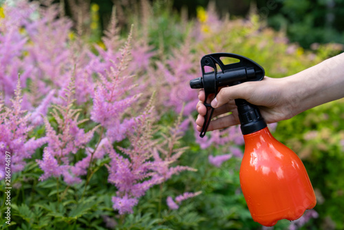 Фотография Hand holding spray bottle while watering blooming garden flowers