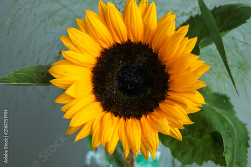 Foto A close-up of a vibrant yellow sunflower with a few green leaves from another pl