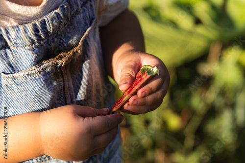 Child holds red rhubarb stalk gently