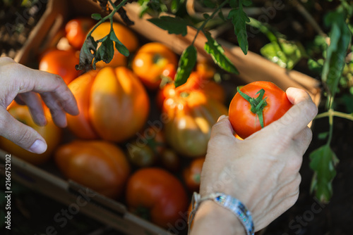 Hands gently hold ripe tomato beside garden harvest