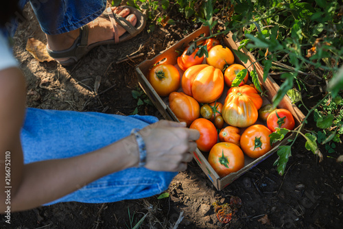Sunlight bathes ripe tomatoes in a wooden crate