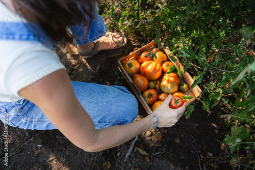 Woman harvests ripe tomatoes from garden patch