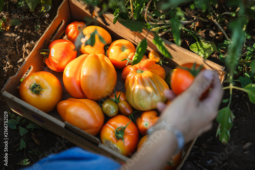 Hand selects ripe tomatoes from a wooden crate