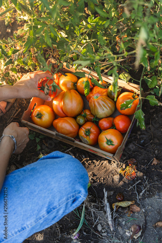 Sunlit garden reveals vibrant, ripe tomatoes in a wooden crate