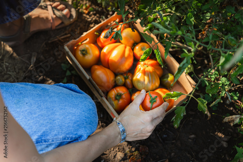 Hands gather ripe tomatoes from a vine