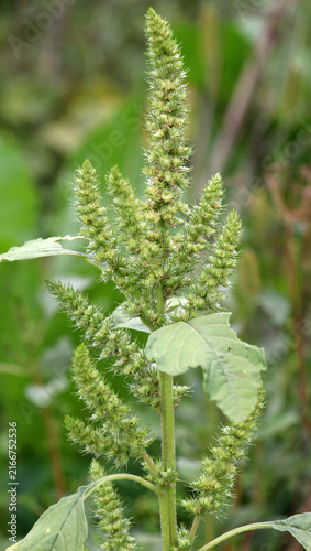 In nature, redroot pigweed (Amaranthus retroflexus) grows as a weed