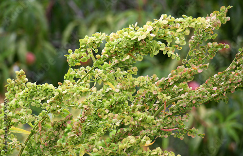 Konstfotografi Inflorescence of garden orache (Atriplex hortensis), on which seeds ripen