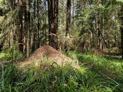 Huge anthill in a pine forest. Huge anthill in pine forest,