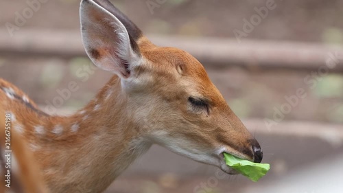 Cute dDeer Eating Fresh Green Grass in a Natural Farm Setting