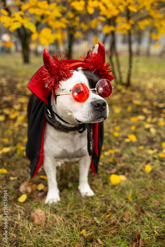 Funny american staffordshire terrier dog in halloween devil costume with red horns and sunglasses standing in autumn park.