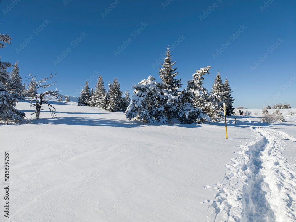 Obraz premium Landscape of Vitosha Mountain, Bulgaria