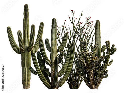 Group of various desert cacti and succulents isolated on transparent background