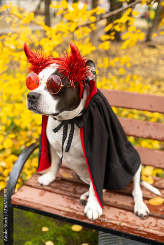 Funny american staffordshire terrier dog in halloween devil costume with red horns and sunglasses standing in autumn park.