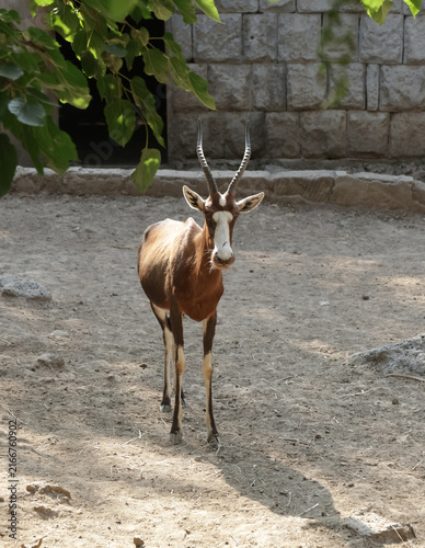 Fotografía Medium-sized antelope with brown coat and distinctive white facial markings