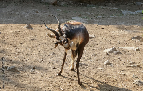 Fotografie Medium-sized antelope with brown coat and distinctive white facial markings