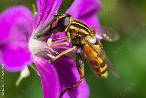 Fotografie A close‑up of a hoverfly on a flower.