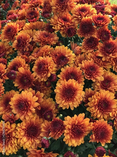Orange Mums