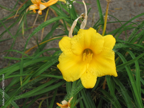 Foto yellow day lily flower in bloom
