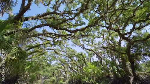 Beautiful tropical nature. Spanish Moss on live oak trees in jungle rainforest with green palm trees and wild vegetation in southern Florida. Dense rainforest ecosystem