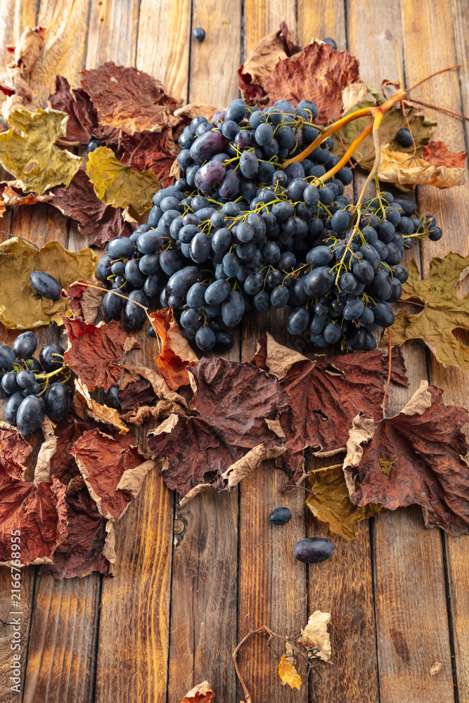 Fototapeta premium Blue grapes with dried-up vine leaves.