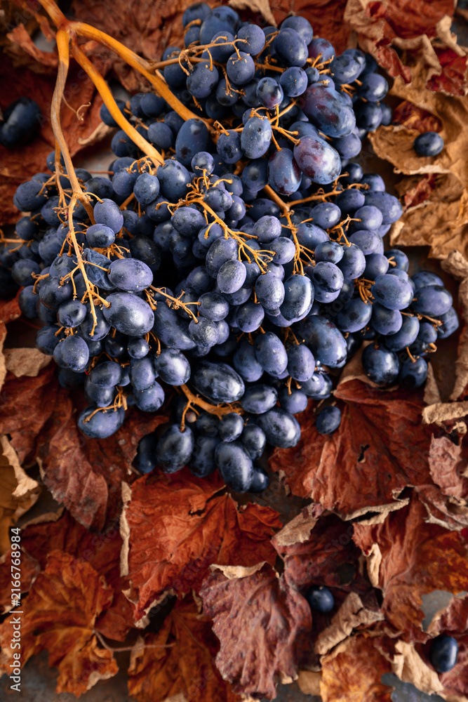 Fototapeta premium Blue grapes with dried-up vine leaves.
