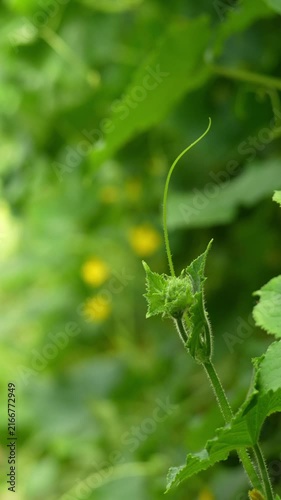 Cucumber flowers close up, cucumbers blooming with yellow flowers.