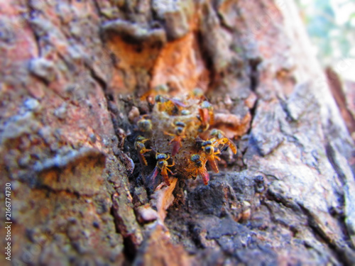 Foto Several stingless Jataí bees in their small hive and a tree.