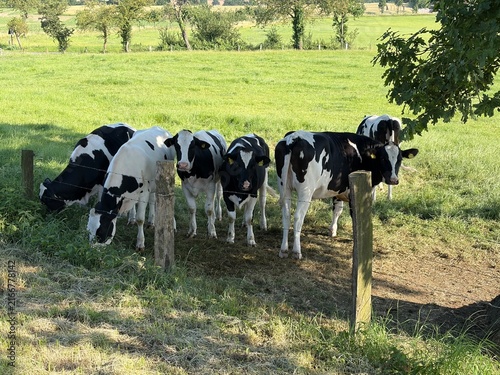 Eine Kuhherde sucht Schutz vor der Hitze im Schatten der Bäume