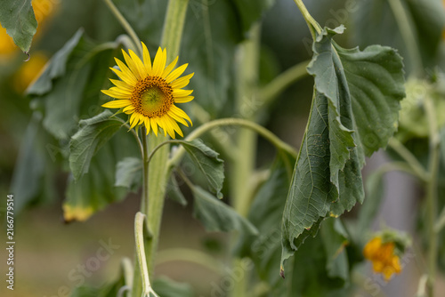 Fresh blooming sunflower head in field of wilting plants close-up concept of resilience endurance nature's cycles or late-season agriculture