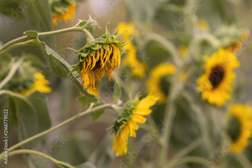 Sad wilted sunflower head drooping among blooming sunflowers in field concept of drought decay and end of summer season