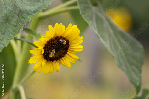 Two honey bees collecting pollen on bright yellow blooming sunflower head close up macro nature pollination background copy space