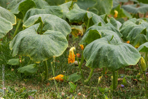 Pumpkin patch plant with large green leaves and yellow flowers growing outdoors in garden concept of organic farming harvest