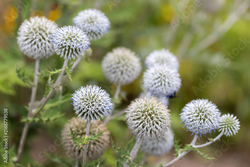 Globe thistle Echinops sphaerocephalus flowers blooming in garden outdoors macro close up nature botany floral background copy space