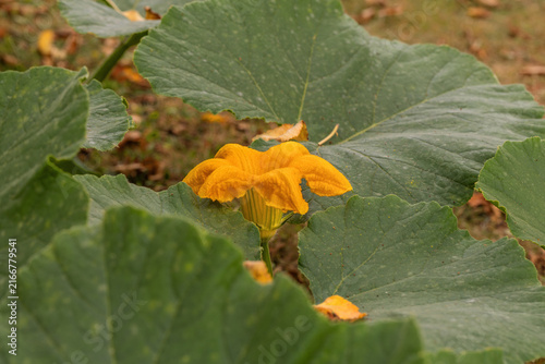 Bright yellow pumpkin flower blooming among large green leaves in garden patch close up organic farming concept harvest season