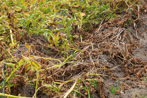 Dry potato field crop stems wilting before harvest outdoors concept of drought agricultural plant disease and climate change impacts