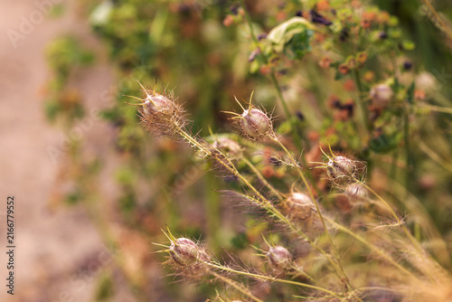 Nigella damascena love in a mist seed pods growing in garden outdoors macro close up nature concept herbal botany