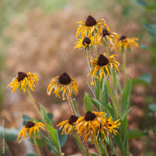 Wilted black eyed Susan Rudbeckia flowers drooping in outdoor garden concept of drought end of summer and seasonal change