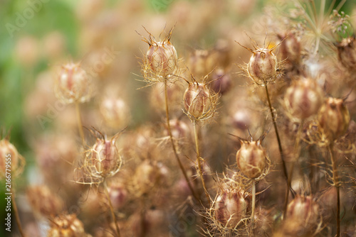 Dry Nigella damascena love in a mist seed pods field close up macro concept of autumn harvest herbal botany