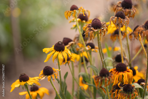 Group of wilted Rudbeckia black eyed Susan flowers with drooping yellow petals close up concept of drought and autumn decay