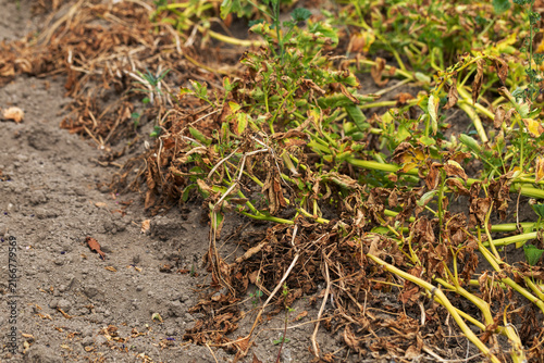 Dry potato field crop stems wilting before harvest outdoors concept of drought agricultural plant disease and climate change impacts